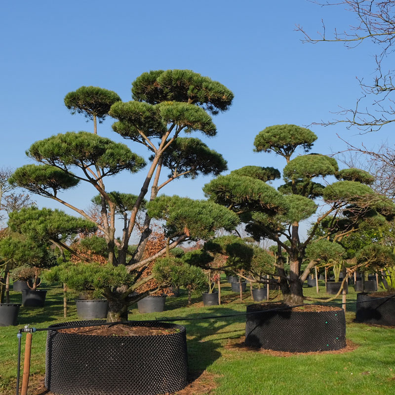 Pinus_Bonsaiform_web Rosengarten
