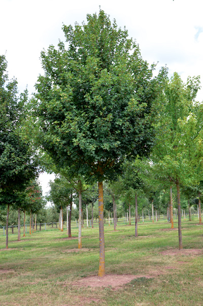 Acer-campestre-Elsrijk-02_web