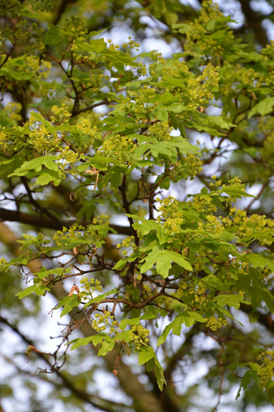 Acer-campestre-Elsrijk-03_web