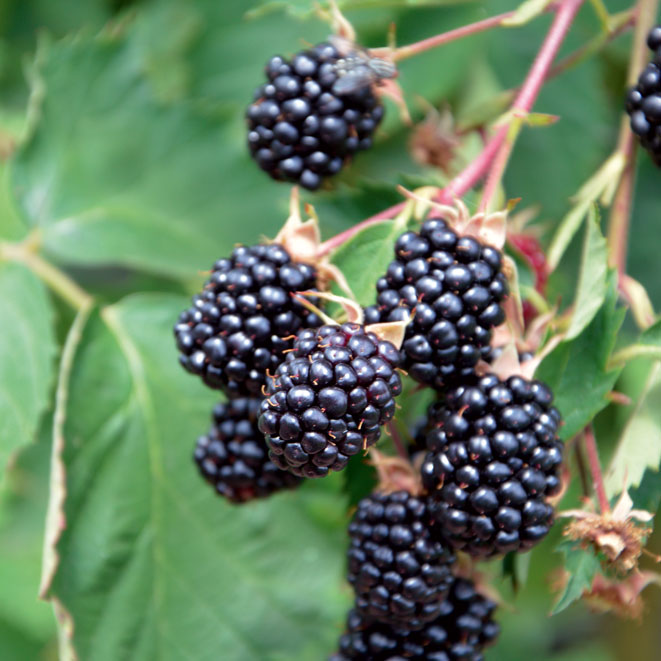 Brombeere_web Rosengarten