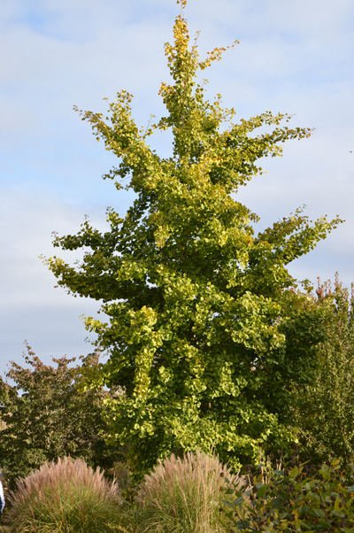 Gingko-biloba-03_web