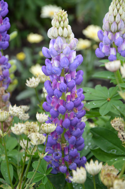 Lupinus-Kastellan Rosengarten