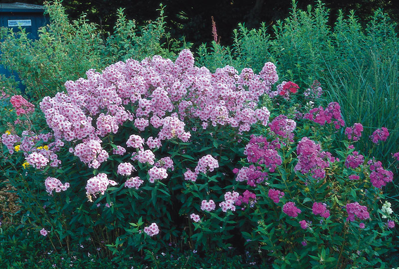 Phlox_Landhochzeit Investition in die Zukunft