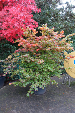 impressionen_10 Herbstimpressionen Baumschule Schubert Düsseldorf